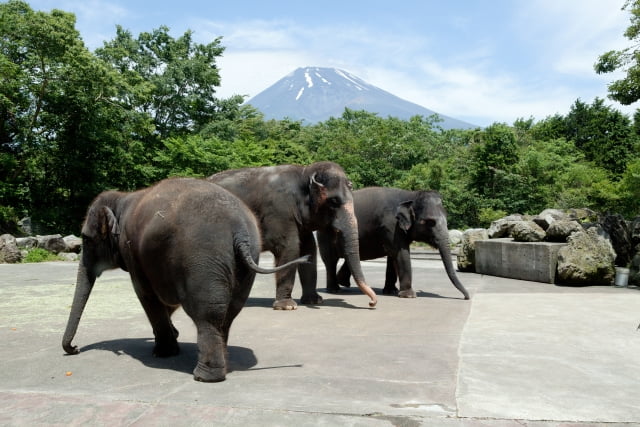 動物飼育（動物園・水族館）のイメージ