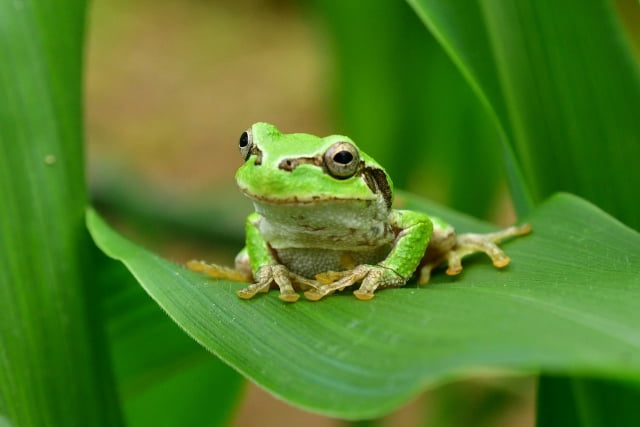 生物学とは？