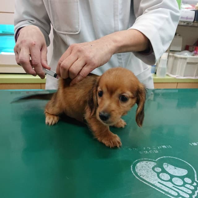 動物関係のイメージ