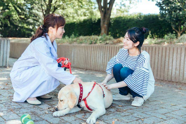 家庭犬しつけインストラクターのイメージ