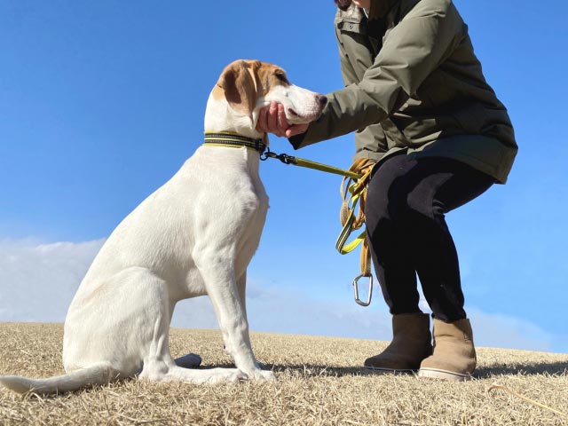 家庭犬訓練士のイメージ