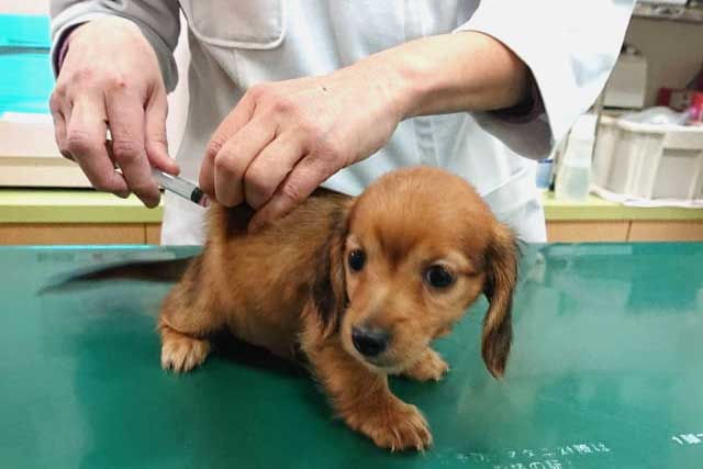 動物関係のイメージ