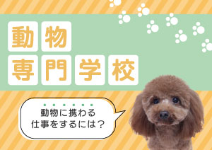 動物専門学校とは？ペットに関するどのような仕事を目指せる？